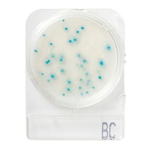 Teste Rápido Microbiológico Compact Dry Bacillus Cereus Bc